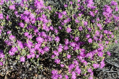 Drosanthemum glabrescens, photographed by Tony Rebelo