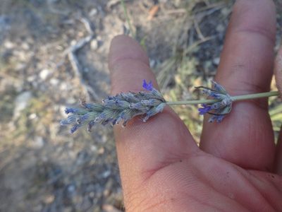 Lavandula latifolia, photographed by Ben Costamagna