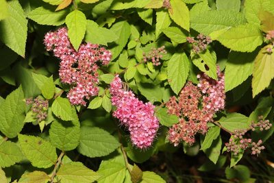 Spiraea japonica, photographed by Stephen James McWilliam