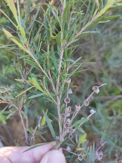 Melaleuca trichostachya, photographed by Tony van Kampen