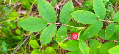 Rosa glabrifolia, photographed by Алексей Ябс