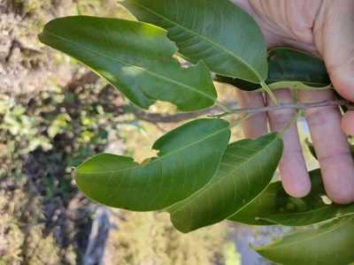Geijera salicifolia, photographed by Tony van Kampen