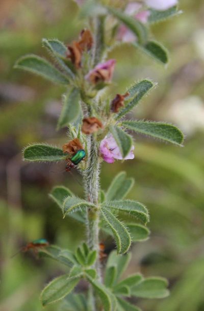 Psoralea bolusii, photographed by Tony Rebelo