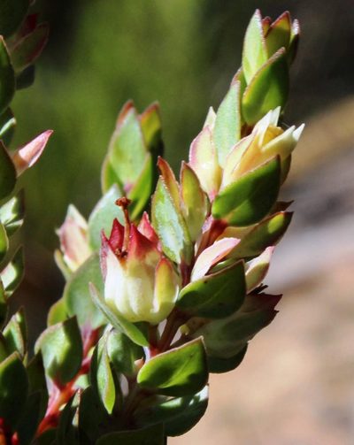 Penaea sulcata, photographed by Tony Rebelo