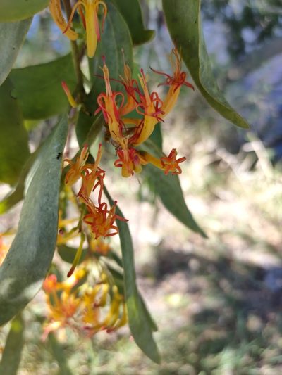 Dendrophthoe glabrescens, photographed by Tony van Kampen