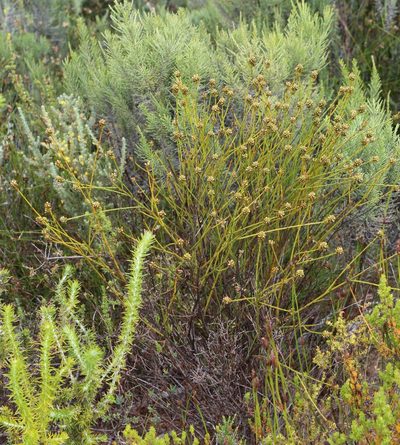 Thesium spicatum, photographed by Tony Rebelo