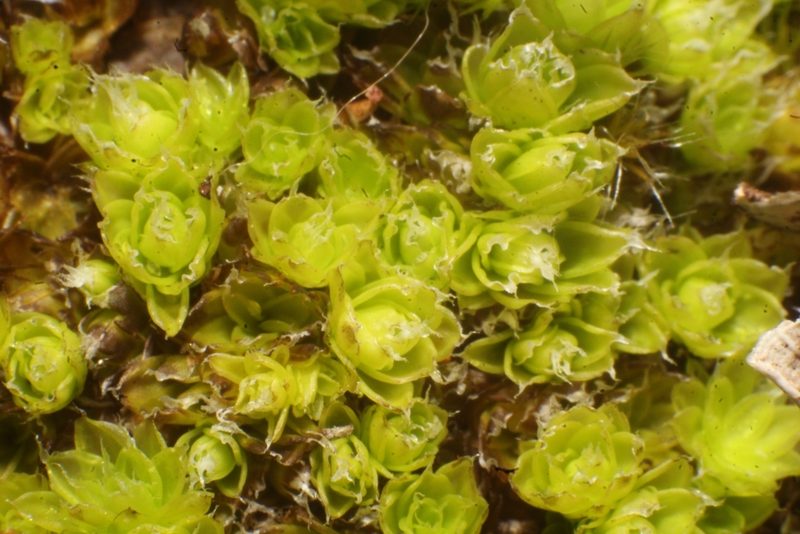 Pleurophascum occidentale, photographed by Em Lamond