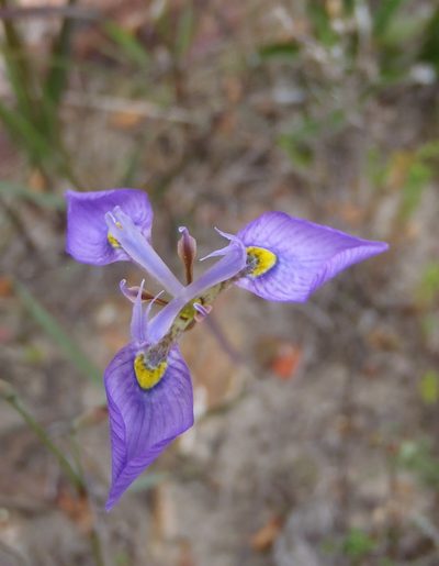 Moraea algoensis, photographed by Nicola van Berkel