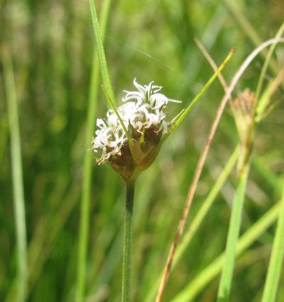 Fuirena coerulescens, photographed by douglaseustonbrown