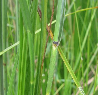 Fuirena coerulescens, photographed by douglaseustonbrown