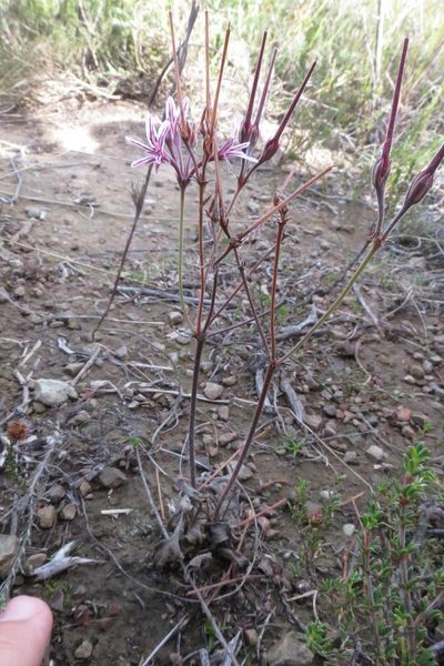 Pelargonium caledonicum, photographed by Brian du Preez