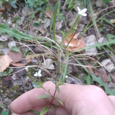 Epilobium pseudorubescens, photographed by evgeniq_benihanov