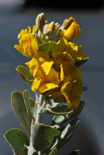 Stirtonanthus taylorianus, photographed by Charles Stirton