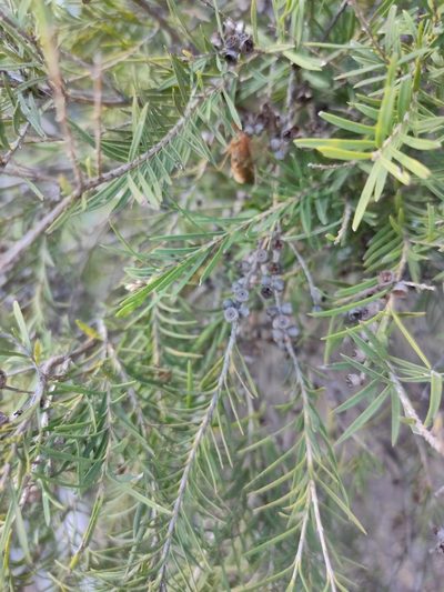 Melaleuca trichostachya, photographed by Tony van Kampen
