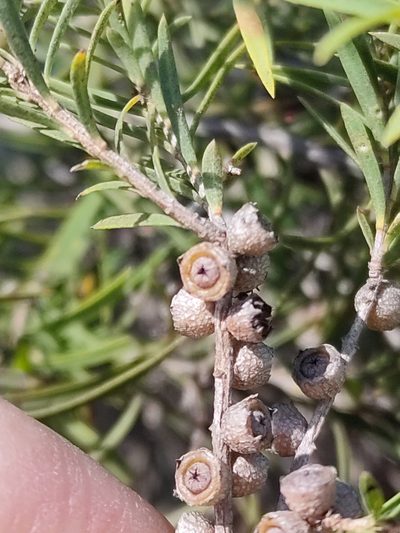 Melaleuca trichostachya, photographed by Tony van Kampen
