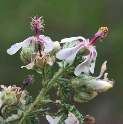Anisodontea reflexa, photographed by Charles Stirton