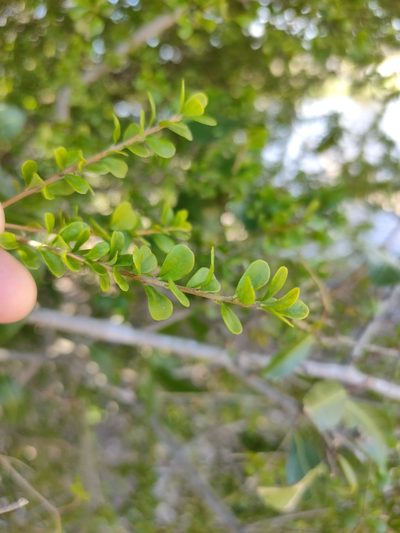 Pittosporum spinescens, photographed by Tony van Kampen