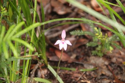 Caladenia reptans, photographed by Em Lamond