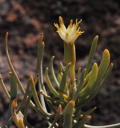 Lopholaena cneorifolia, photographed by Tony Rebelo