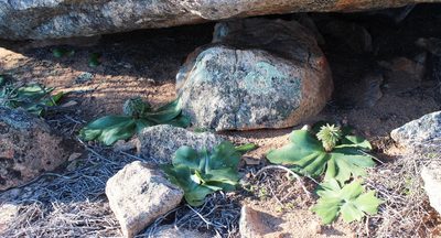 Eucomis regia, photographed by Tony Rebelo