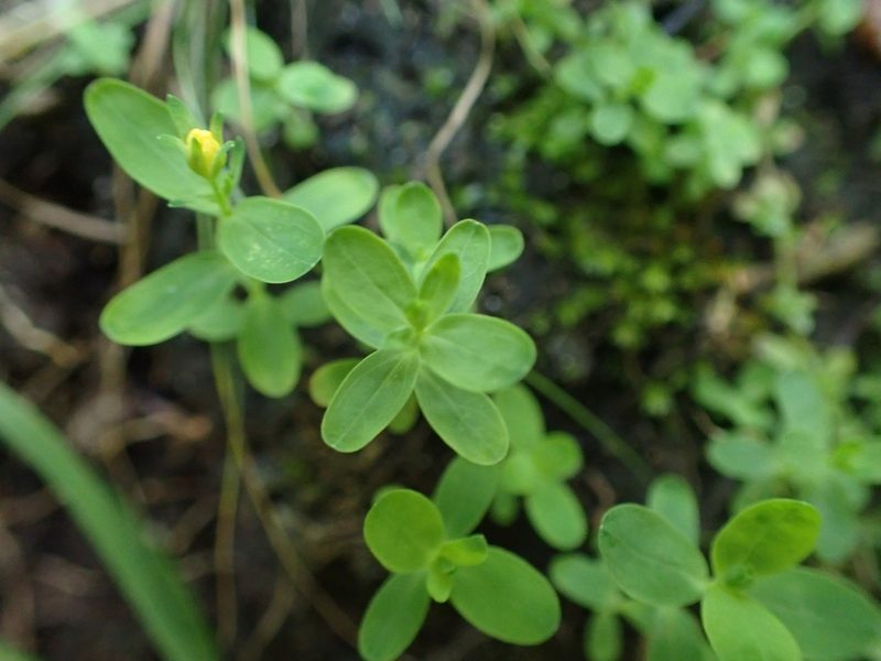 Hypericum boreale, photographed by Mary Krieger