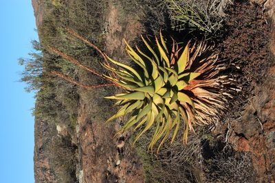 Aloe khamiesensis, photographed by Tony Rebelo