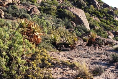 Aloe khamiesensis, photographed by Tony Rebelo