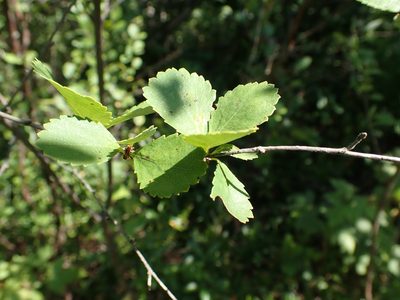 Betula pumila