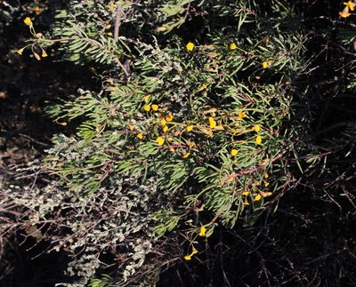 Crassothonna floribunda, photographed by Tony Rebelo