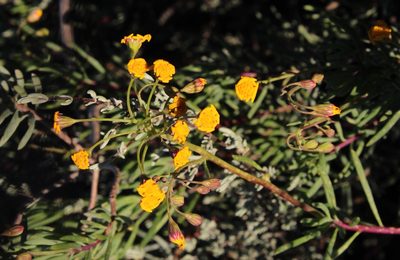 Crassothonna floribunda, photographed by Tony Rebelo