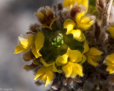 Aspalathus sericea, photographed by magriet b
