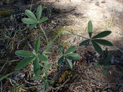 Pediomelum esculentum, photographed by Mary Krieger