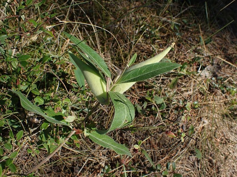 Asclepias ovalifolia, photographed by Mary Krieger