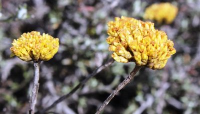 Helichrysum dasycephalum, photographed by Tony Rebelo