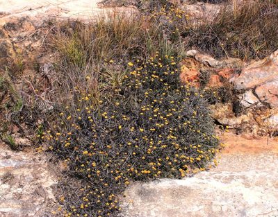 Helichrysum dasycephalum, photographed by Tony Rebelo