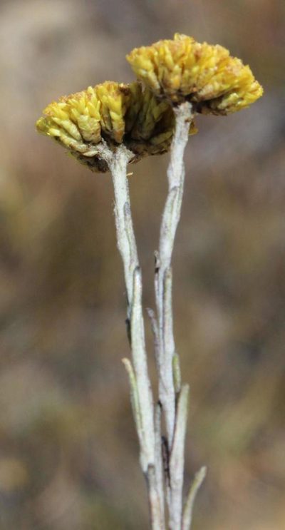 Helichrysum dasycephalum, photographed by Tony Rebelo
