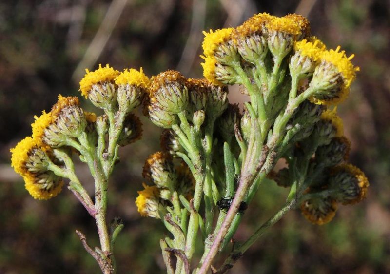 Gymnopentzia bifurcata, photographed by Tony Rebelo