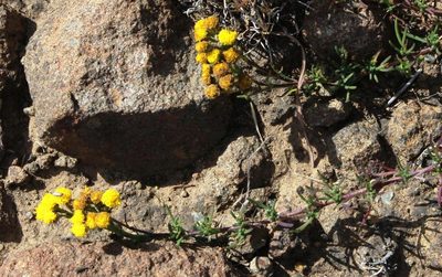 Gymnopentzia bifurcata, photographed by Tony Rebelo