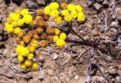 Gymnopentzia bifurcata, photographed by Tony Rebelo
