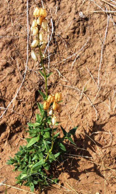 Nemesia denticulata, photographed by Tony Rebelo
