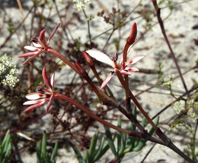 Lapeirousia anceps, photographed by Tony Rebelo