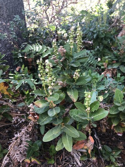 Leucothoe davisiae, photographed by Justin Paulin