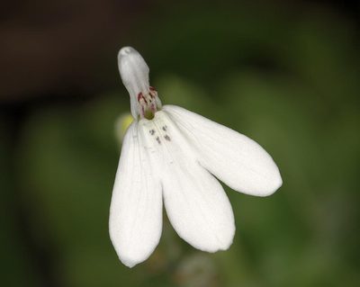 Rhinacanthus xerophilus, photographed by Wynand Uys