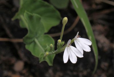 Rhinacanthus xerophilus, photographed by Wynand Uys