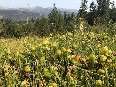 Darlingtonia californica, photographed by Justin Paulin