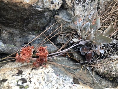 Eriogonum lobbii