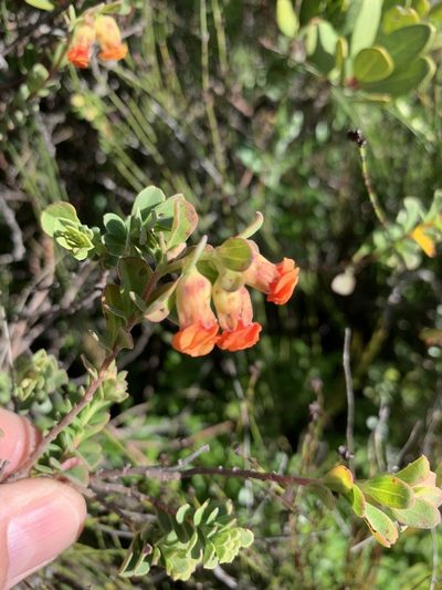 Hermannia ternifolia, photographed by Dave Richardson