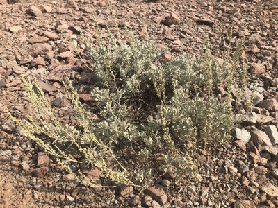Artemisia arbuscula, photographed by Justin Paulin