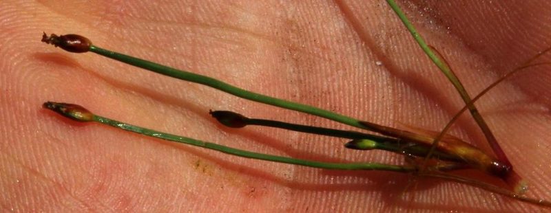 Isolepis rubicunda, photographed by Tony Rebelo