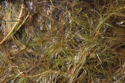 Isolepis rubicunda, photographed by Tony Rebelo